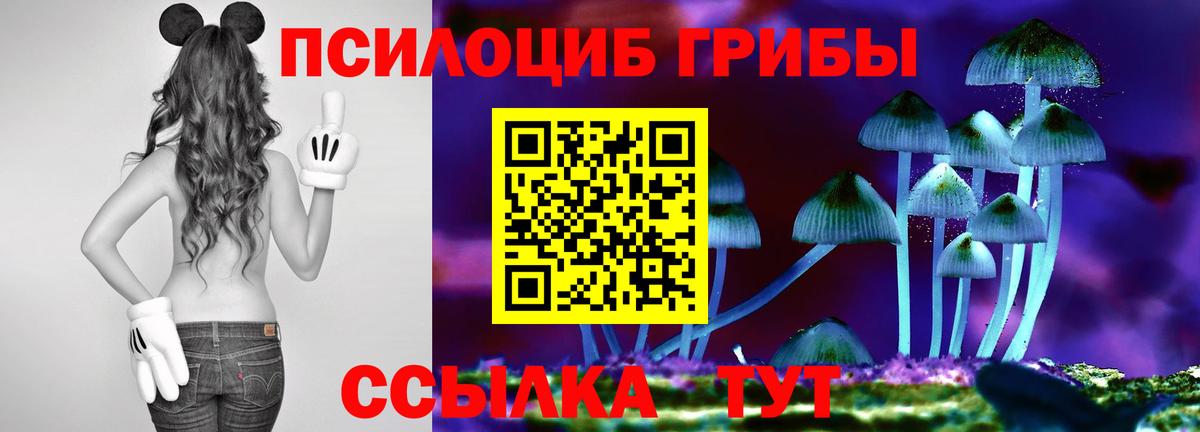 где купить   Галлюциногенные грибы мицелий  Вход с VPN  Курчалой 